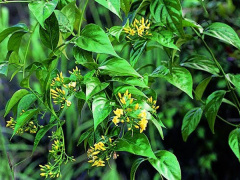 Ảnh bìa bài viết 533240