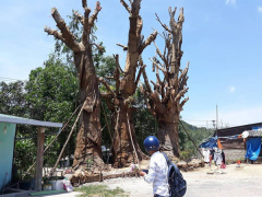 Ảnh bìa bài viết 535914