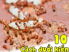 Ảnh bìa bài viết 539403