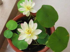 Ảnh bìa bài viết 547942