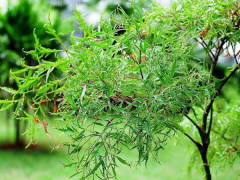 Ảnh bìa bài viết 549780