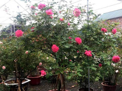 Ảnh bìa bài viết 574050