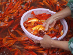 Ảnh bìa bài viết 596022