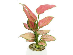Ảnh bìa bài viết 604274