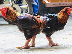 Ảnh bìa bài viết 279212