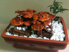 Ảnh bìa bài viết 279741