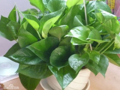 Ảnh bìa bài viết 281839