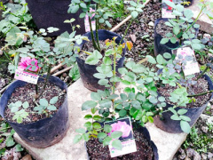 Ảnh bìa bài viết 285445