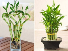 Ảnh bìa bài viết 293701