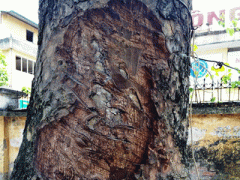 Ảnh bìa bài viết 294123