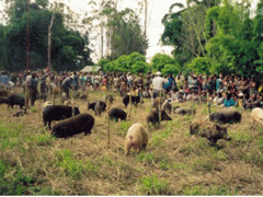 Ảnh bìa bài viết 294305
