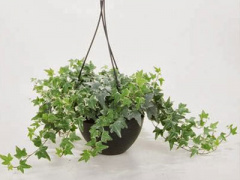 Ảnh bìa bài viết 295031