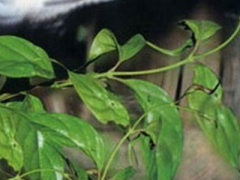 Ảnh bìa bài viết 297831