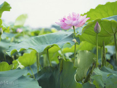 Ảnh bìa bài viết 298555