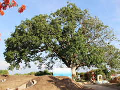 Ảnh bìa bài viết 298916