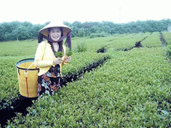 Ảnh bìa bài viết 319759