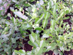 Ảnh bìa bài viết 324093