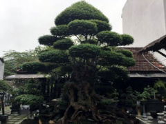 Ảnh bìa bài viết 333305