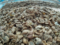 Ảnh bìa bài viết 336423