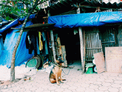 Ảnh bìa bài viết 340485