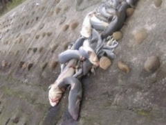 Ảnh bìa bài viết 343045