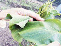 Ảnh bìa bài viết 343185