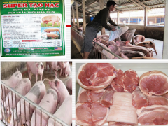 Ảnh bìa bài viết 351168
