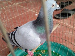 Ảnh bìa bài viết 352579