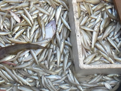 Ảnh bìa bài viết 358250