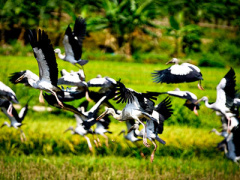 Ảnh bìa bài viết 365782