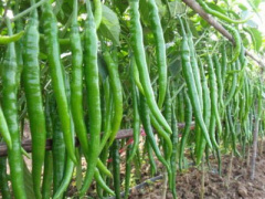 Ảnh bìa bài viết 370629
