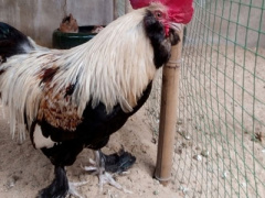 Ảnh bìa bài viết 387406