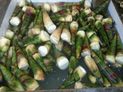 Ảnh bìa bài viết 389156