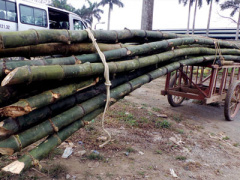 Ảnh bìa bài viết 395270