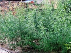 Ảnh bìa bài viết 413845