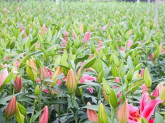Ảnh bìa bài viết 424179