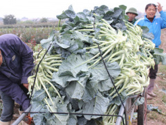 Ảnh bìa bài viết 424692
