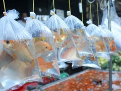 Ảnh bìa bài viết 425622