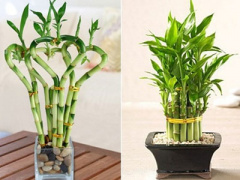 Ảnh bìa bài viết 429780
