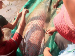 Ảnh bìa bài viết 431088