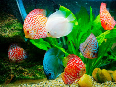Ảnh bìa bài viết 432244