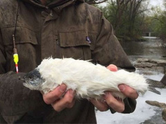 Ảnh bìa bài viết 432927