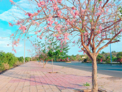 Ảnh bìa bài viết 433475