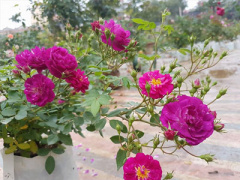 Ảnh bìa bài viết 436050