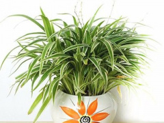 Ảnh bìa bài viết 442639