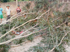 Ảnh bìa bài viết 444136