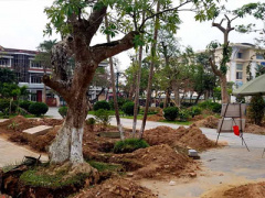 Ảnh bìa bài viết 444666
