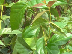 Ảnh bìa bài viết 446437