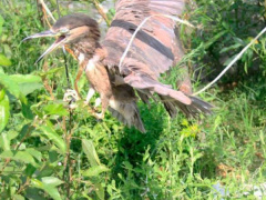 Ảnh bìa bài viết 452568