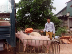 Ảnh bìa bài viết 455690